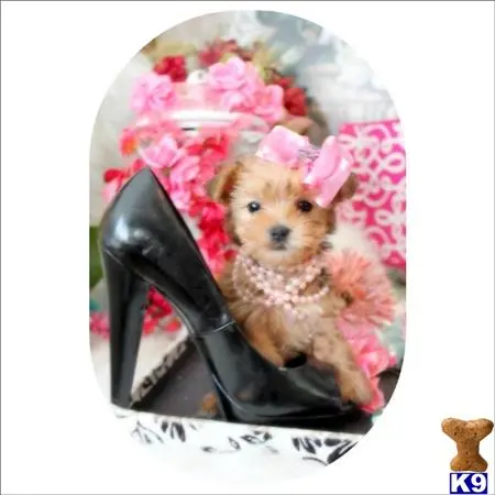 Yorkshire Terrier puppy for sale