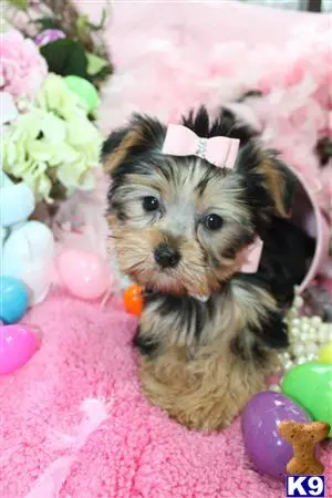 Yorkshire Terrier puppy for sale