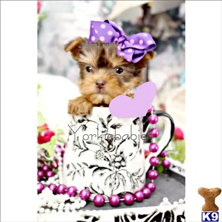 Yorkshire Terrier