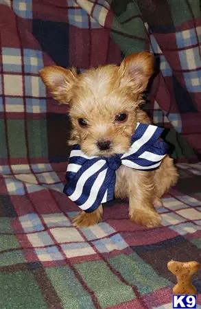 Yorkshire Terrier puppy for sale