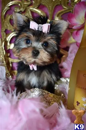 Yorkshire Terrier