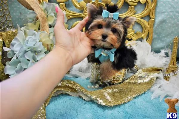 Yorkshire Terrier puppy for sale