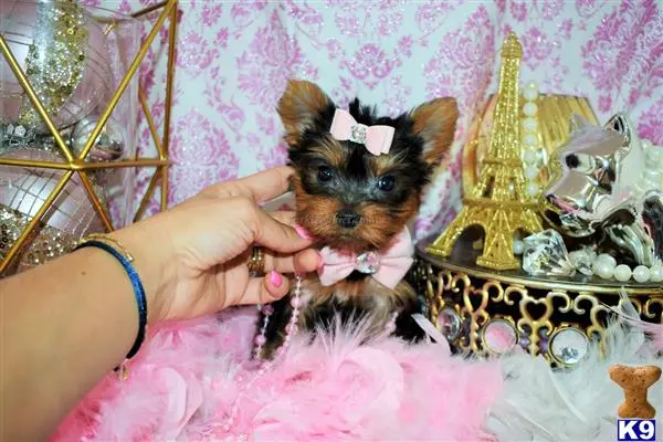 Yorkshire Terrier puppy for sale