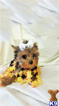 Yorkshire Terrier puppy for sale