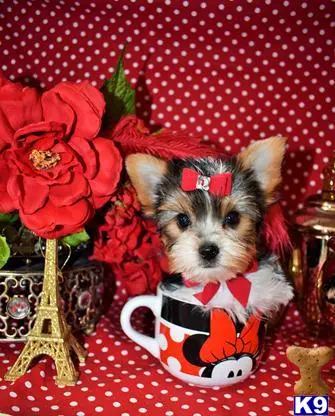 Yorkshire Terrier