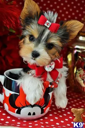 Yorkshire Terrier