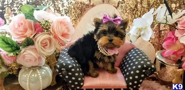 Yorkshire Terrier