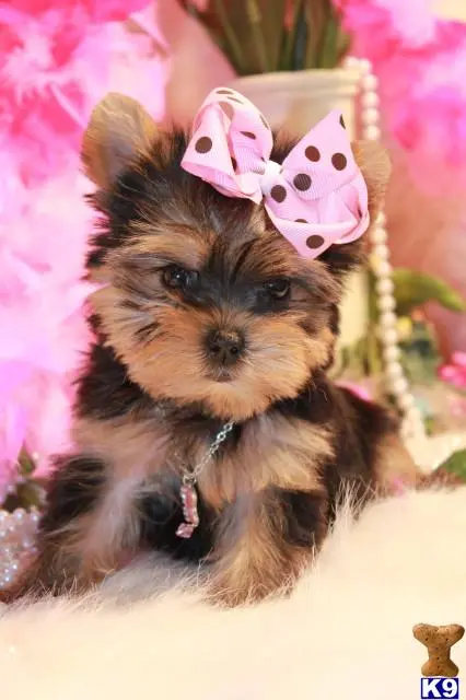 Yorkshire Terrier puppy for sale