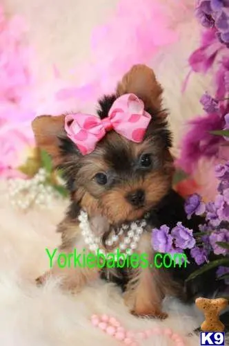 Yorkshire Terrier puppy for sale