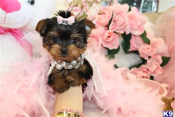 Yorkshire Terrier puppy for sale