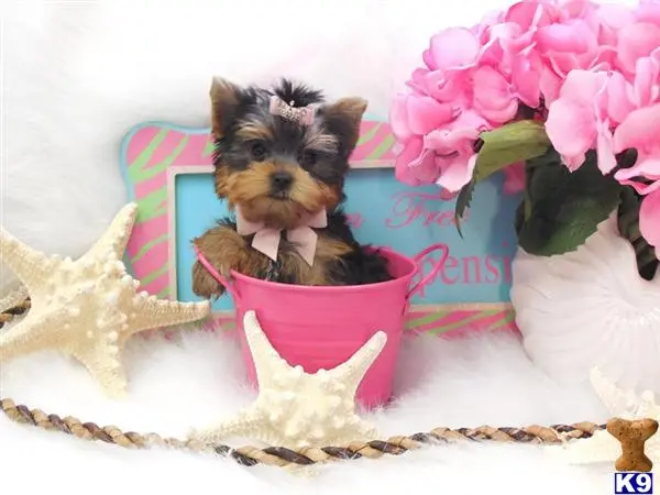 Yorkshire Terrier puppy for sale