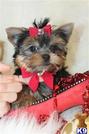 Yorkshire Terrier puppy for sale