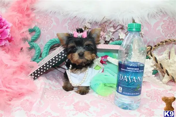 Yorkshire Terrier puppy for sale