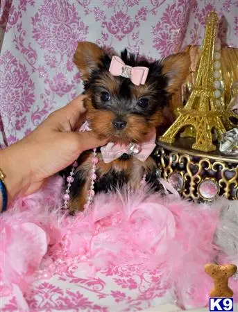 Yorkshire Terrier puppy for sale