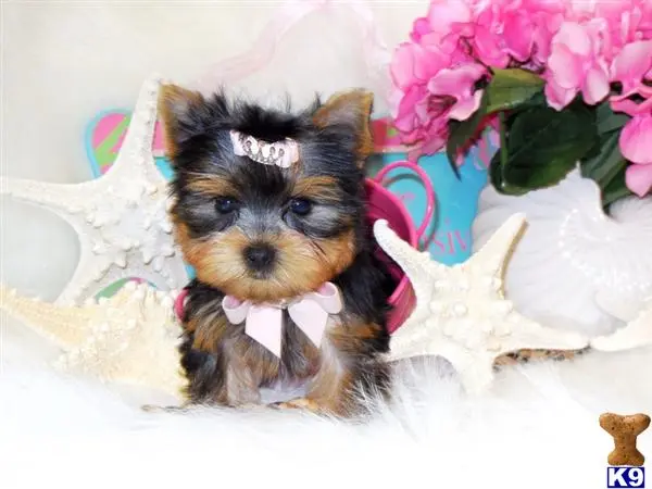 Yorkshire Terrier puppy for sale