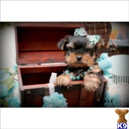 Yorkshire Terrier puppy for sale