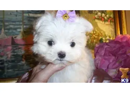 Maltese