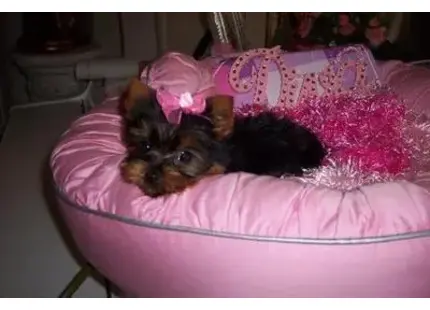 a yorkshire terrier dog lying in a yorkshire terrier dog bed