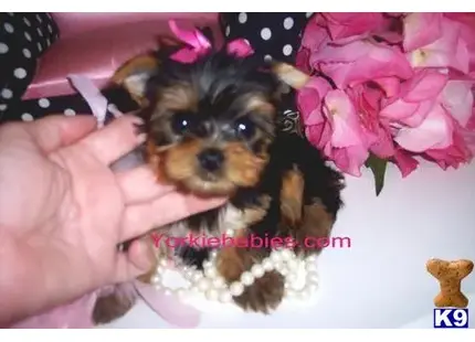 Yorkshire Terrier