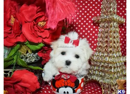 Maltese