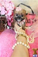 Mixed Breed puppy for sale: Small mixed breed puppy with a brown coat and pink accessories