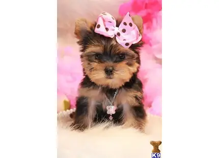 a yorkshire terrier dog wearing a pink bow