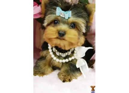 Yorkshire Terrier