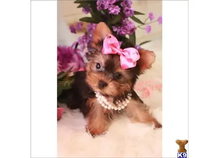 Yorkshire Terrier