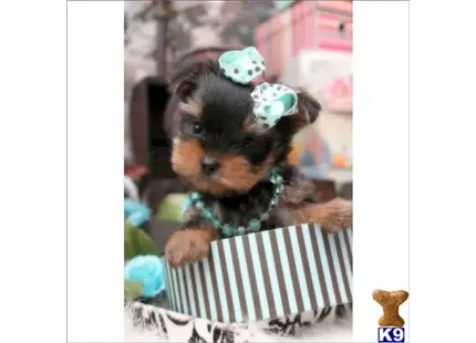 a yorkshire terrier dog playing a piano