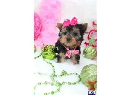 Yorkshire Terrier