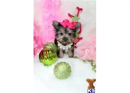 Yorkshire Terrier