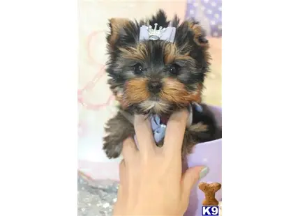 Yorkshire Terrier