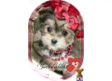 Yorkshire Terrier