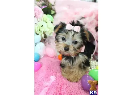 Yorkshire Terrier