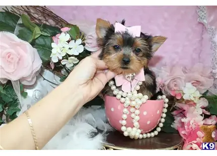 Yorkshire Terrier