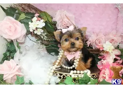 Yorkshire Terrier