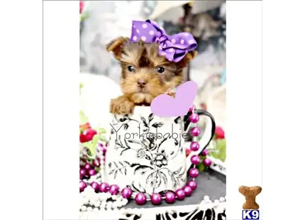 Yorkshire Terrier