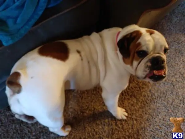 English Bulldog female dog