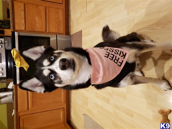 Siberian Husky female dog