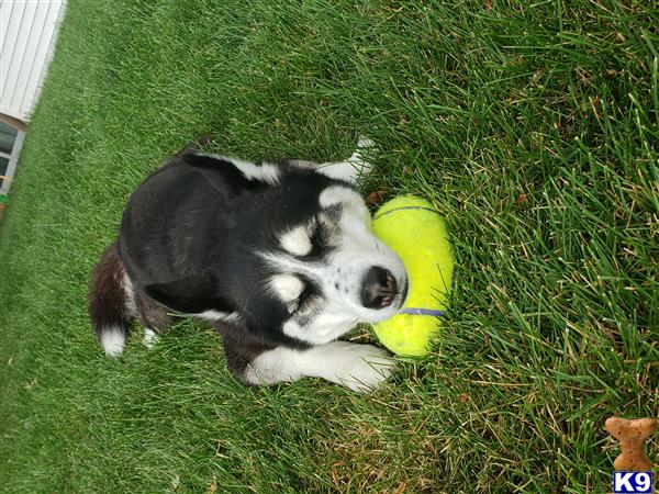Siberian Husky female dog