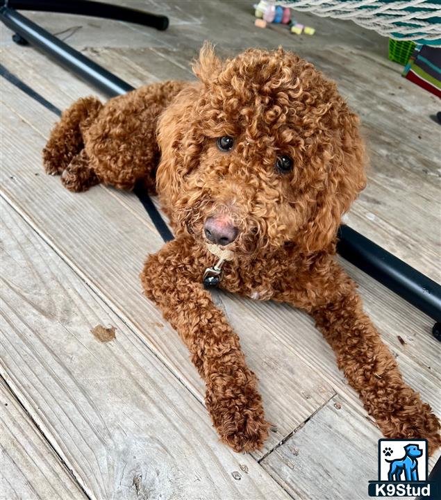 a stuffed animal on a table
