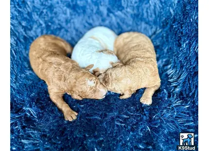 a group of poodle puppies on a blue blanket
