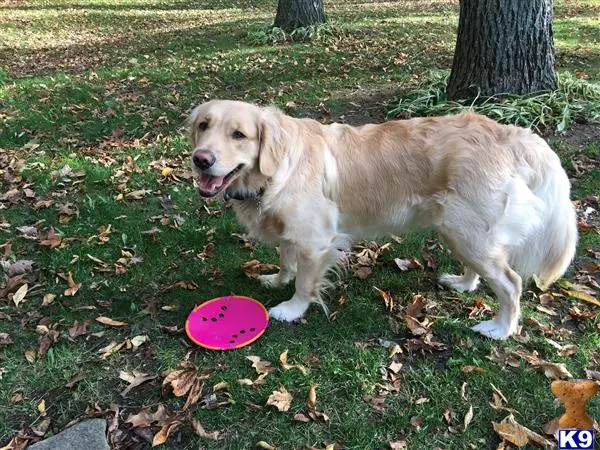 Golden Retriever female dog