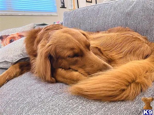 Goldendoodles stud dog
