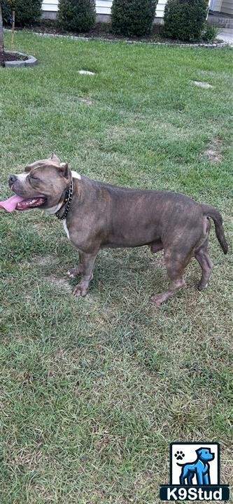 a american bully dog standing on grass