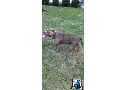 a american bully dog standing on grass