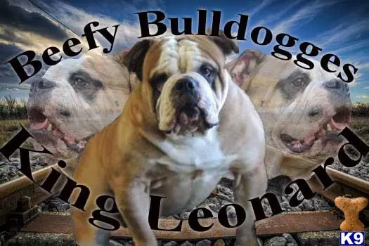 Old English Bulldog