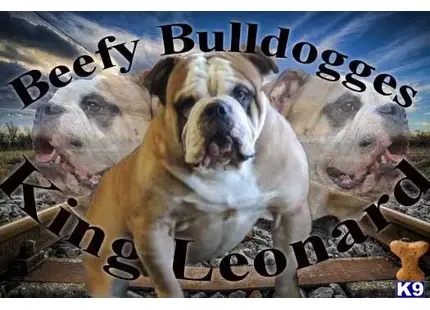 Old English Bulldog