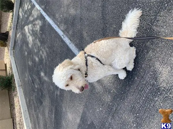 Goldendoodles stud dog