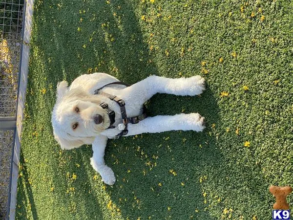 Goldendoodles stud dog